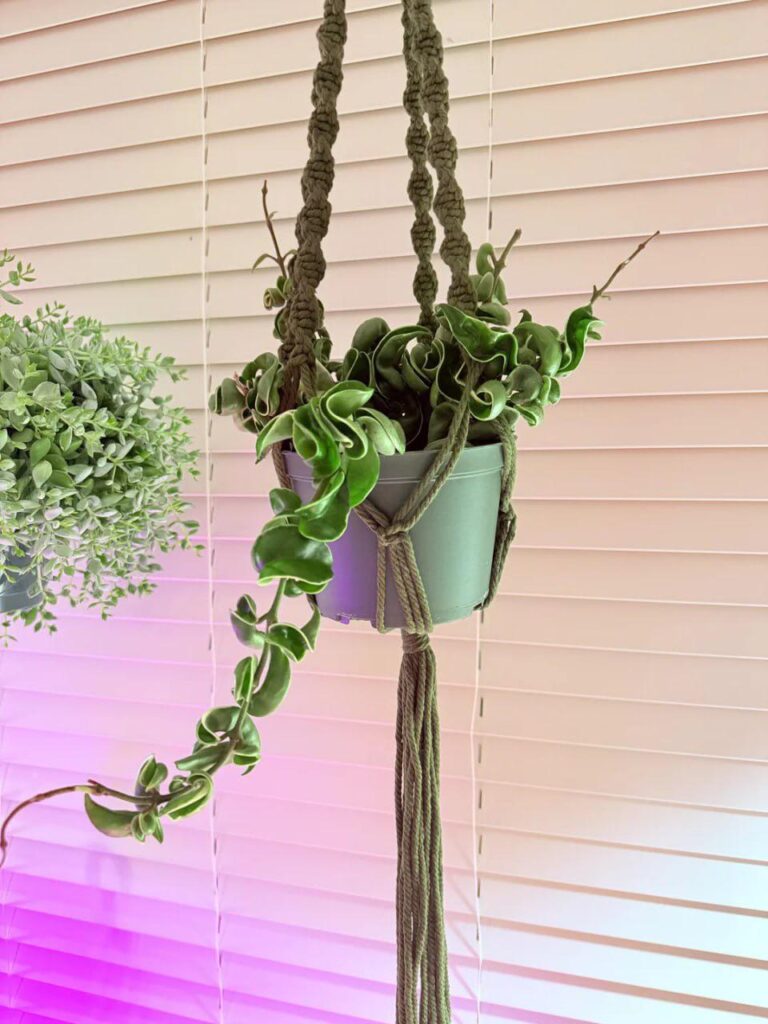 Plant ordered off Etsy smells like cigarette smoke really bad, do I give the seller a bad review ?