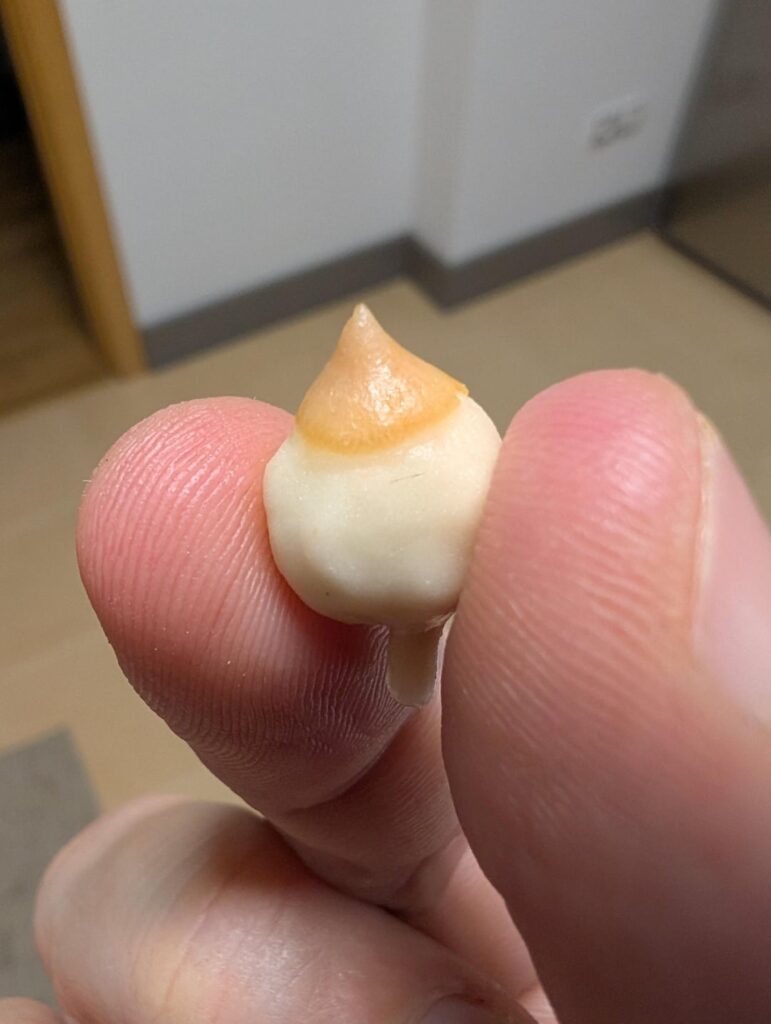 Completely pale corm