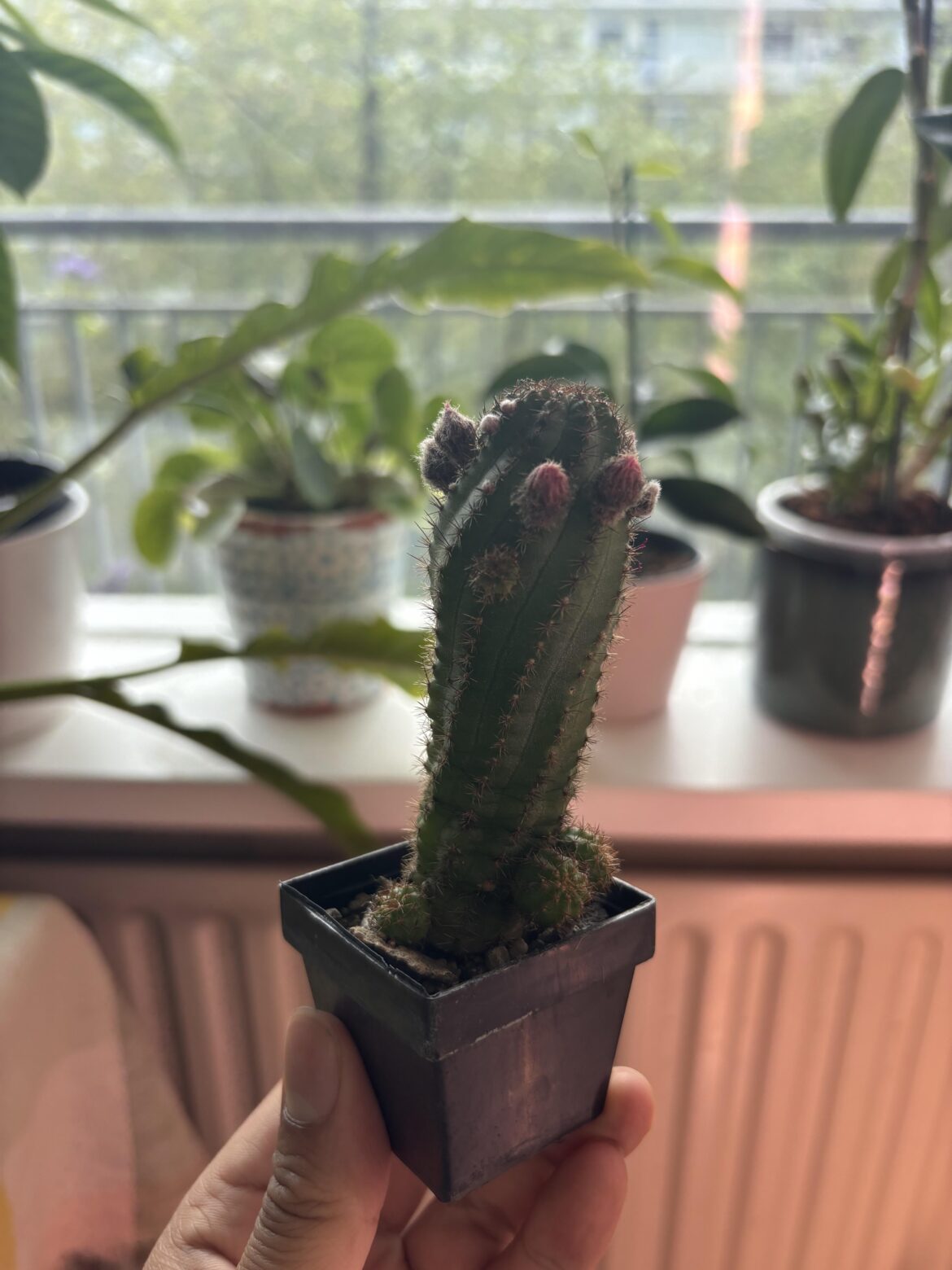care and ID for the lady?