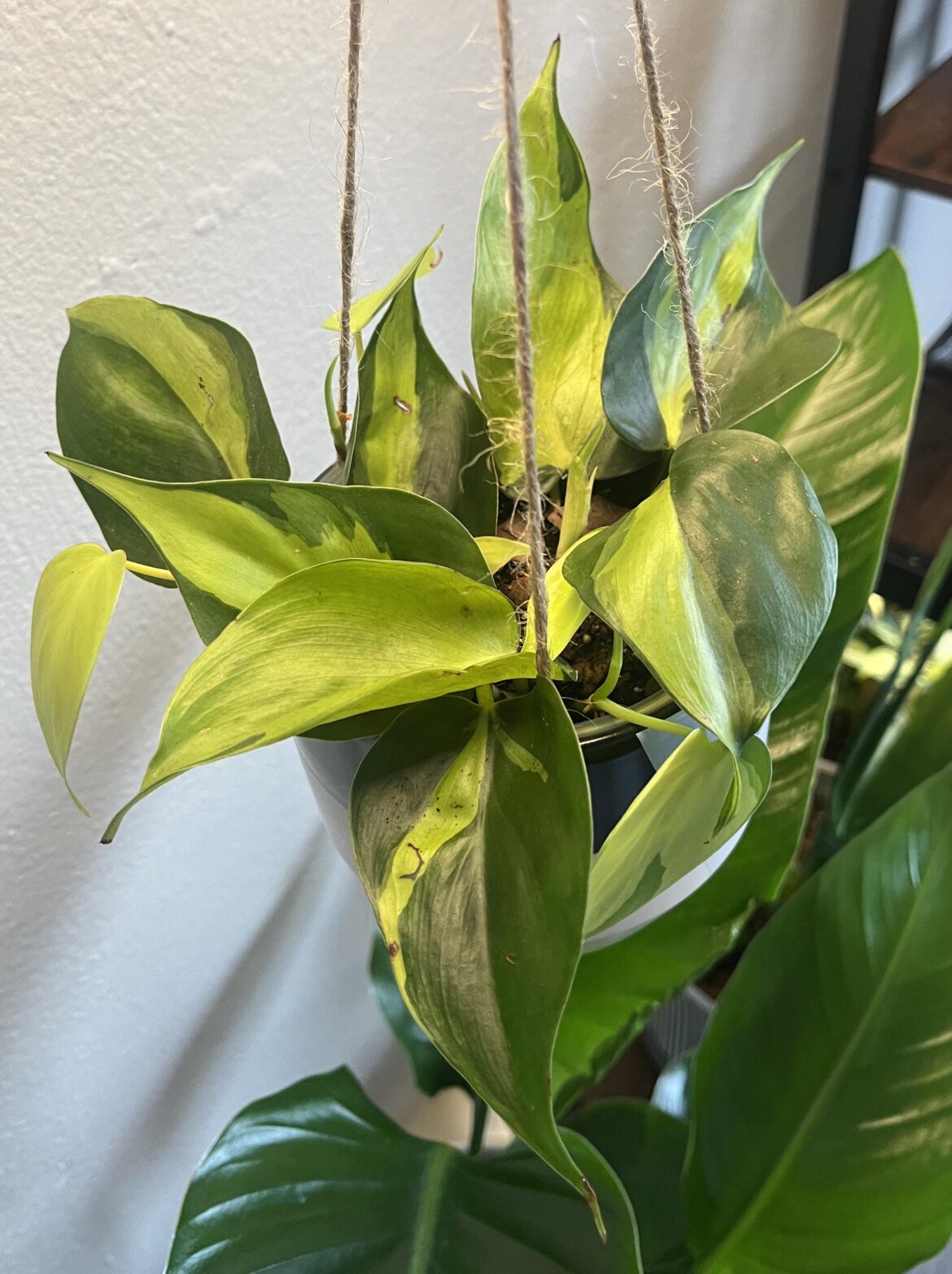 New philo Brazil 🌱
