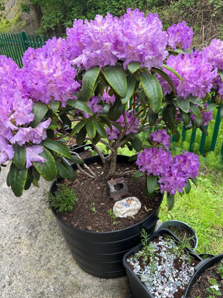 Rhododendron