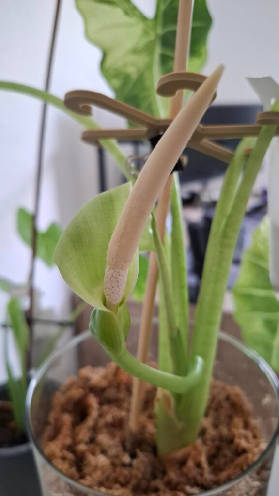 Is this a flower on my frydek variegata?