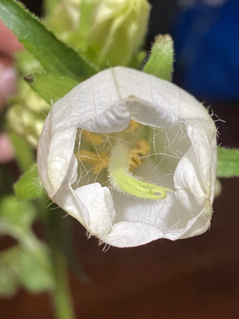 lily-esque flower bulb