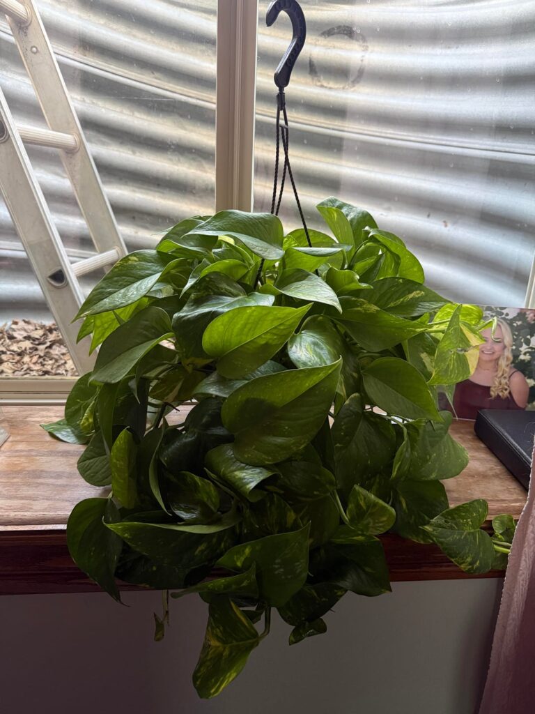 found this massive beauty at Walmart today! 🌿 should I divide it up?