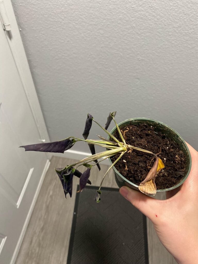 PLEASE HELP save my bfs calathea ornata or is she too far gone😭