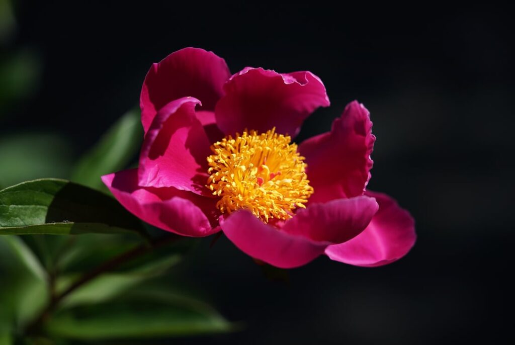 I absolutely love photographing flowers in contrasting light: these are from this afternoon. Any advice on flower photography would be very welcome.