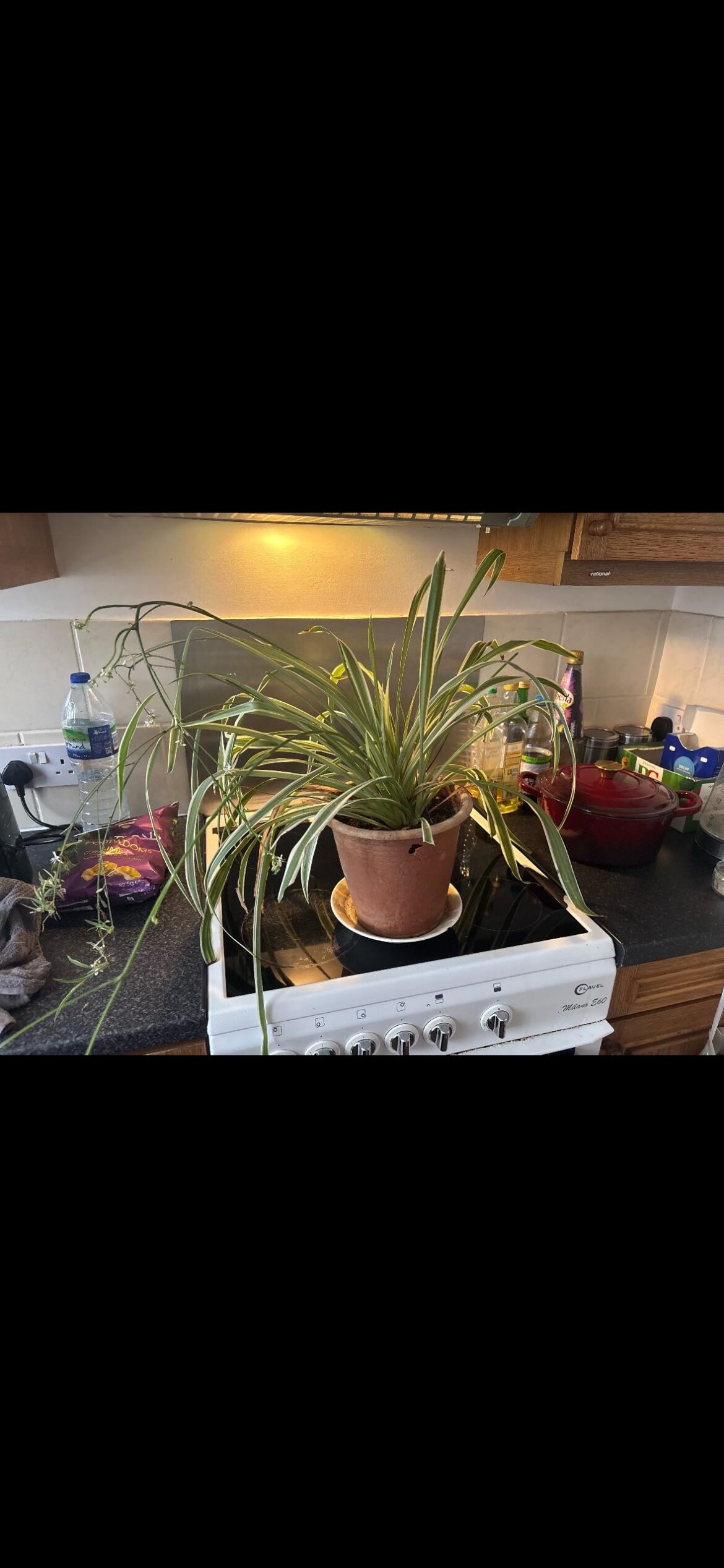 Please help- I don’t know what my spider plant needs