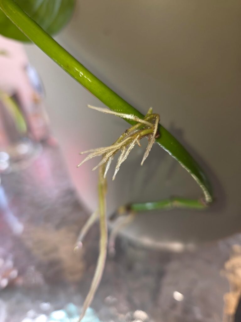 Are my propagations ready for potting?