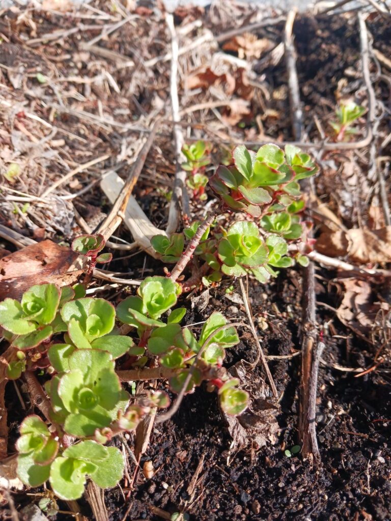 Anyone know this plant? Southeast NB Canada