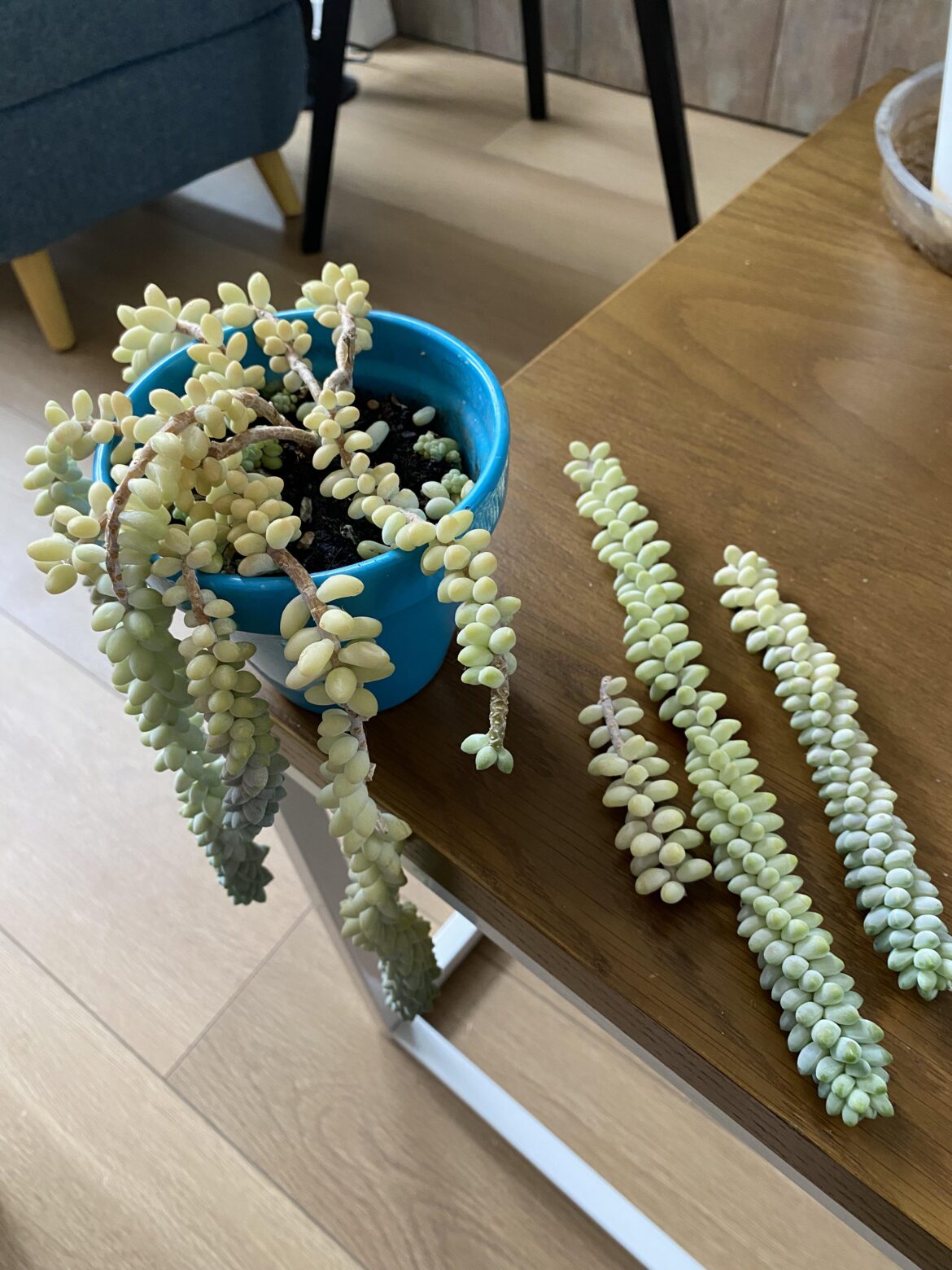 Help! My Burro’s Tail had an accident while moving… Help! My Burro’s Tail had an accident while moving…