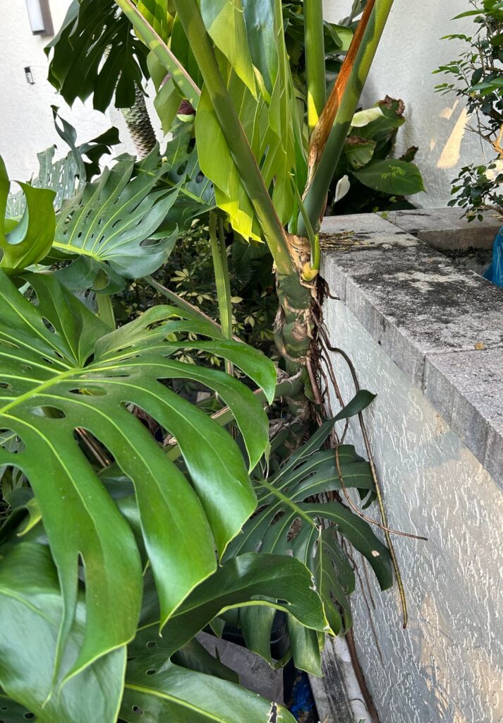 It’s taking over my house It’s taking over my house