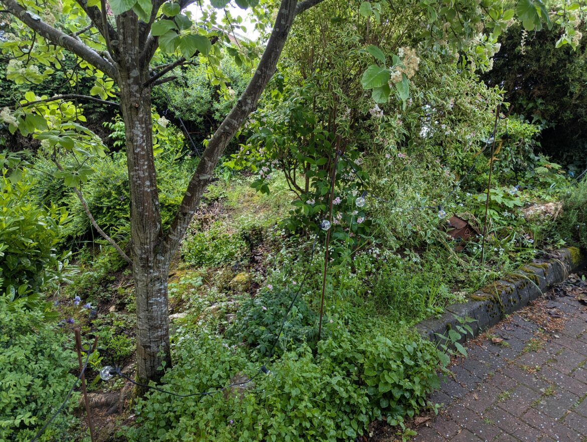 It's for the pollinators and wildlife, honest.