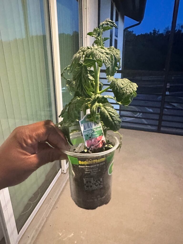 New to gardening New to gardening