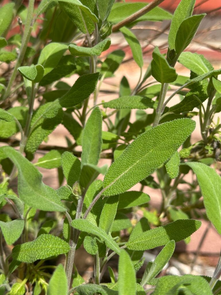 Hi! What are these please?