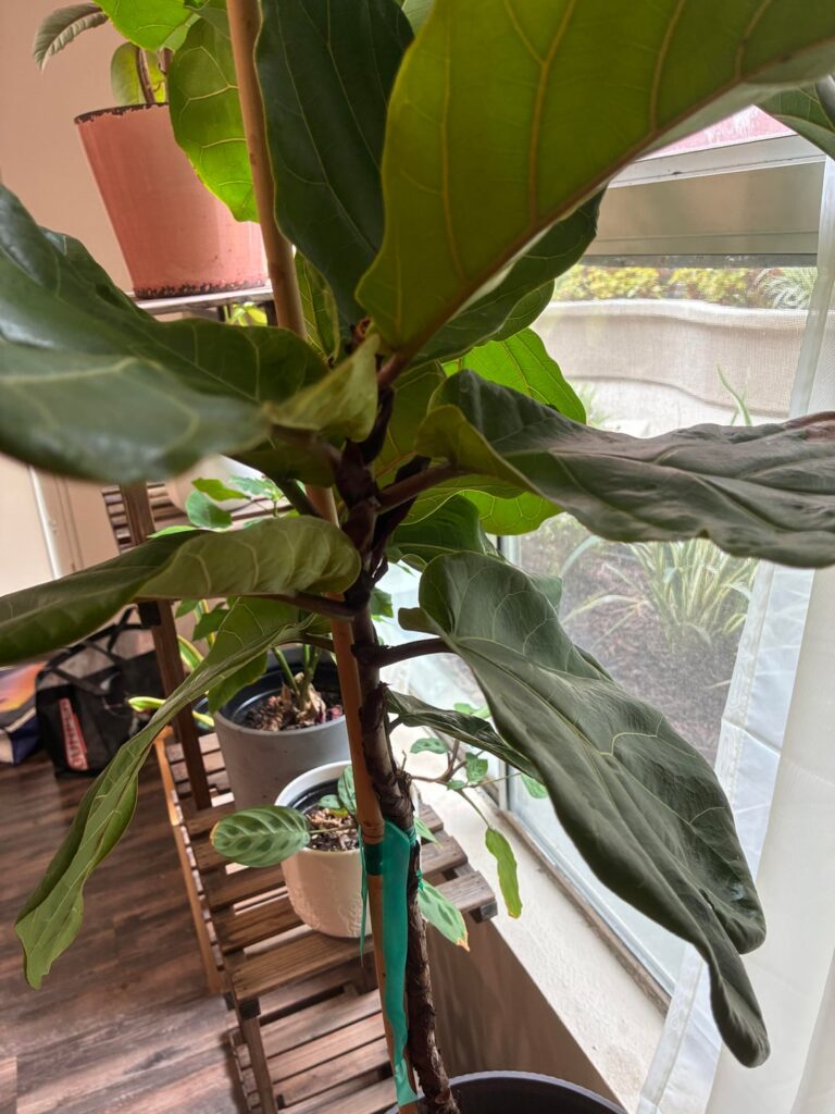 I chopped the top, but no new branches