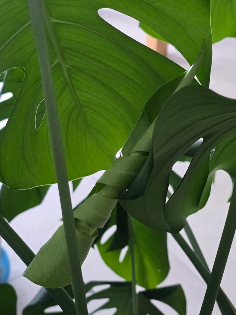 Everytime new leaf makes me soooo happy 🌱