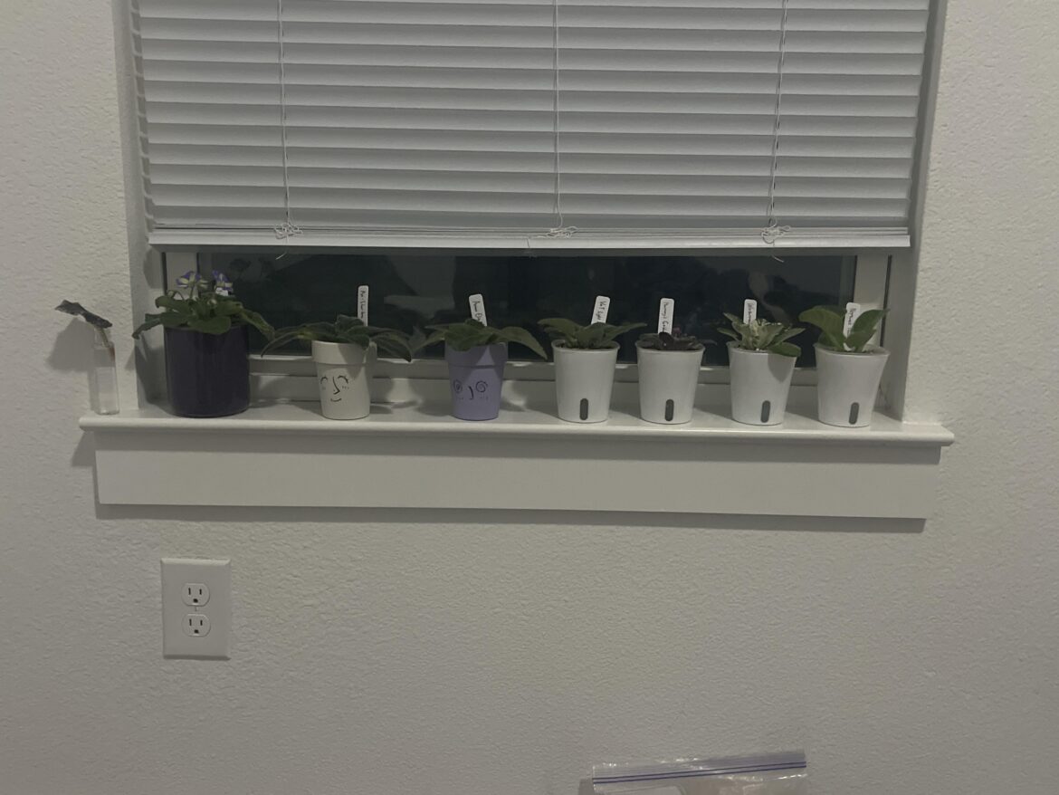 Violet window collection!