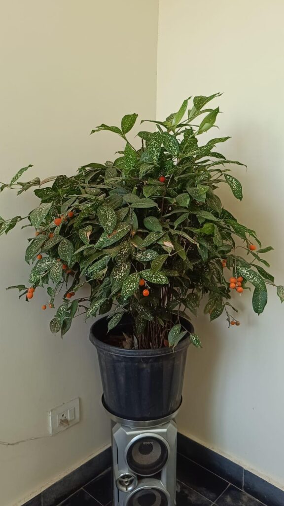 My mothers gorgeous plant. But we both don't know what it is.