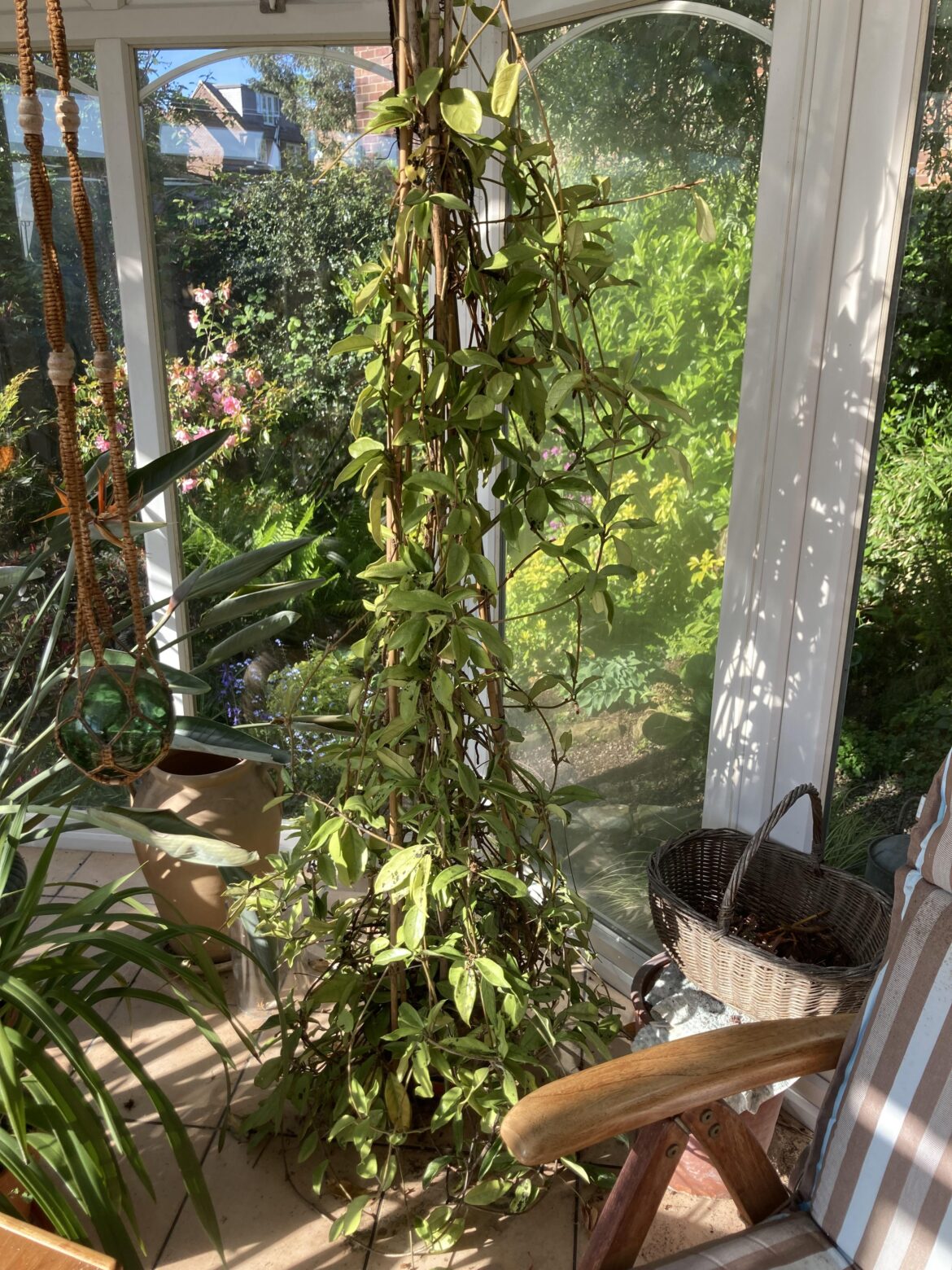 My Grandad’s 51 year old Hoya!