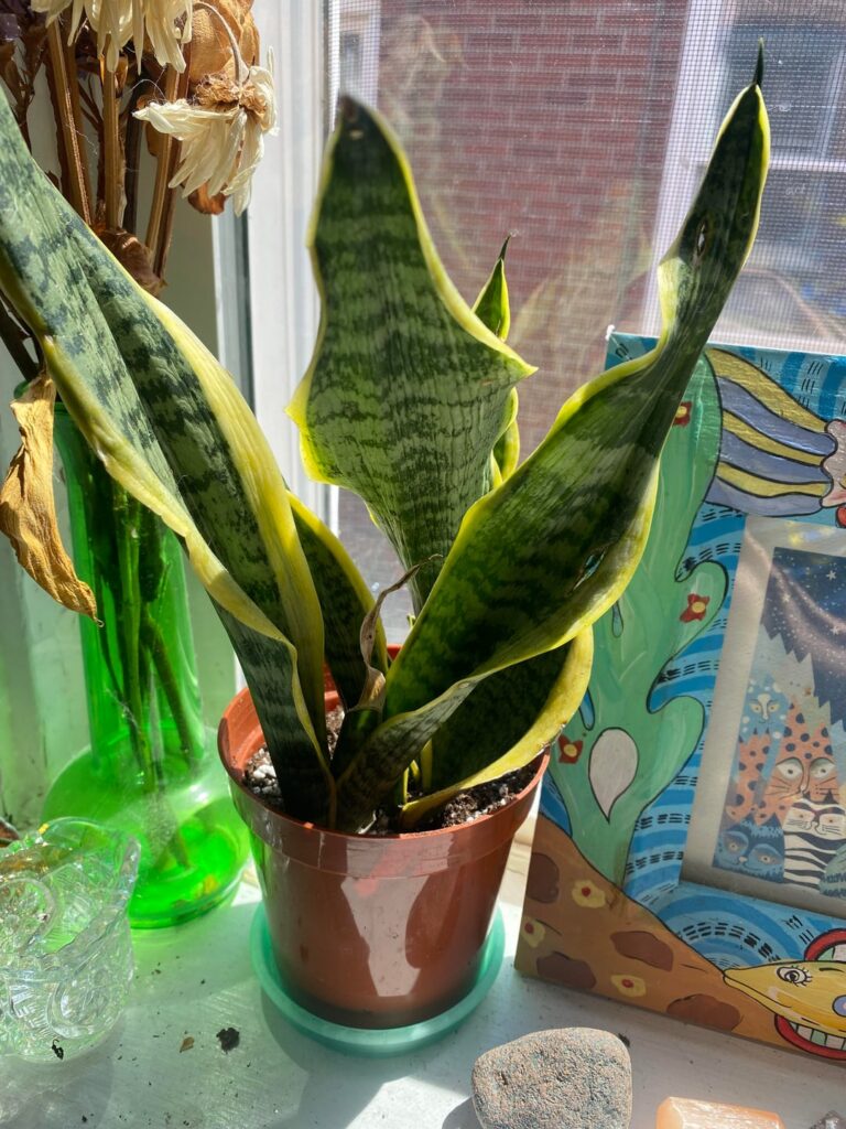 What’s wrong with my snake plant!