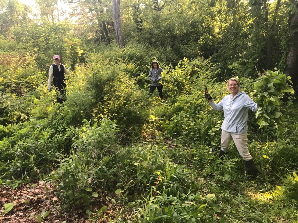CT gardeners hoping to attract more wildlife should avoid these plants CT gardeners hoping to attract more wildlife should avoid these plants