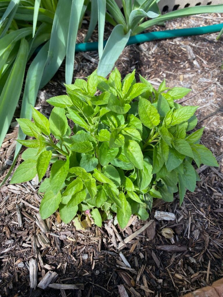 Help identifying leafy plant that never seems to flower in Northern Illinois Help identifying leafy plant that never seems to flower in Northern Illinois