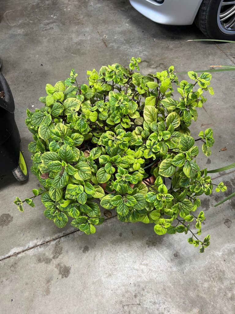My grandma kept this over winter and it’s doing wonderfully but she can’t remember what it is or how she started it.