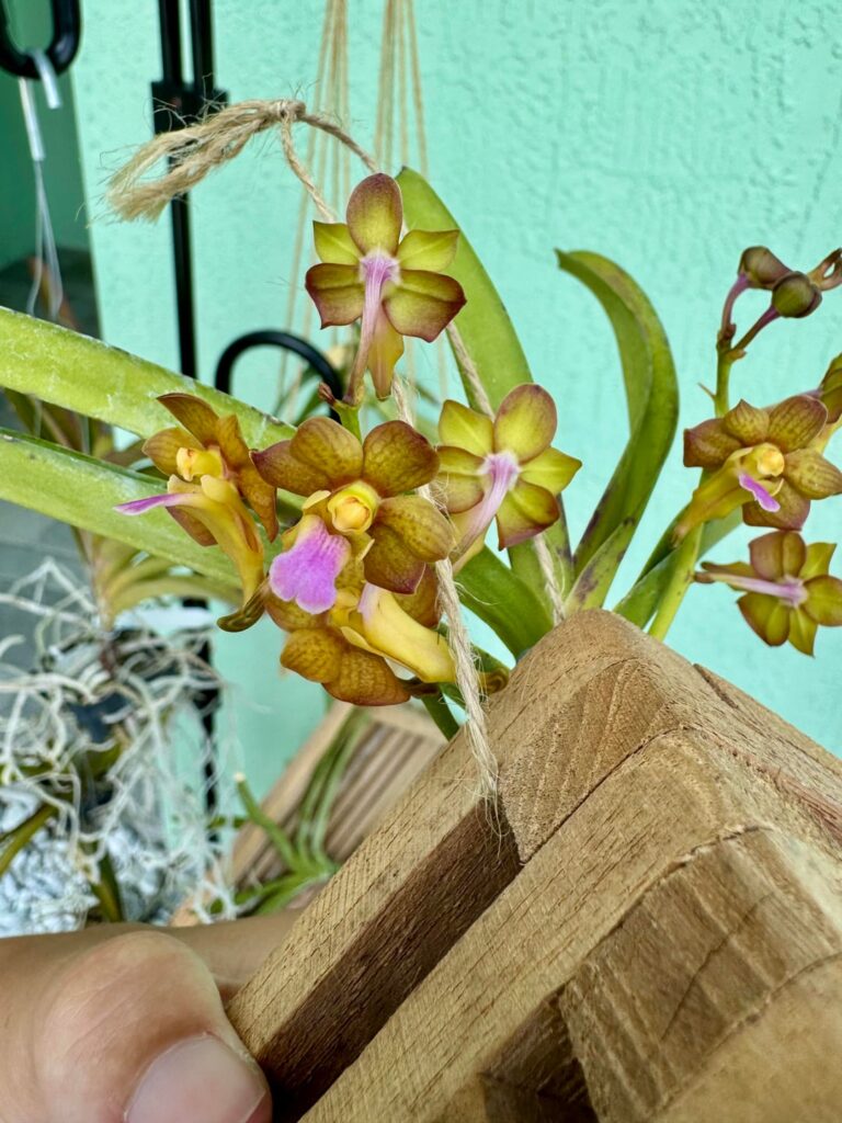 1st time bloom on Vanda