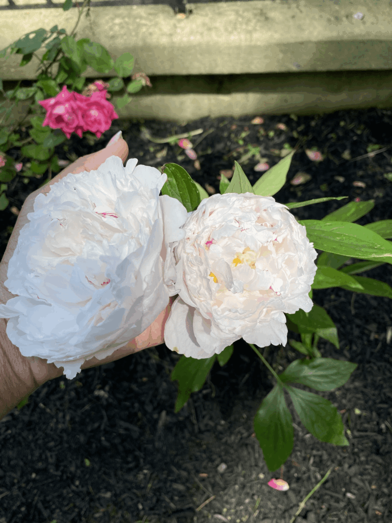 Name of peony variety?