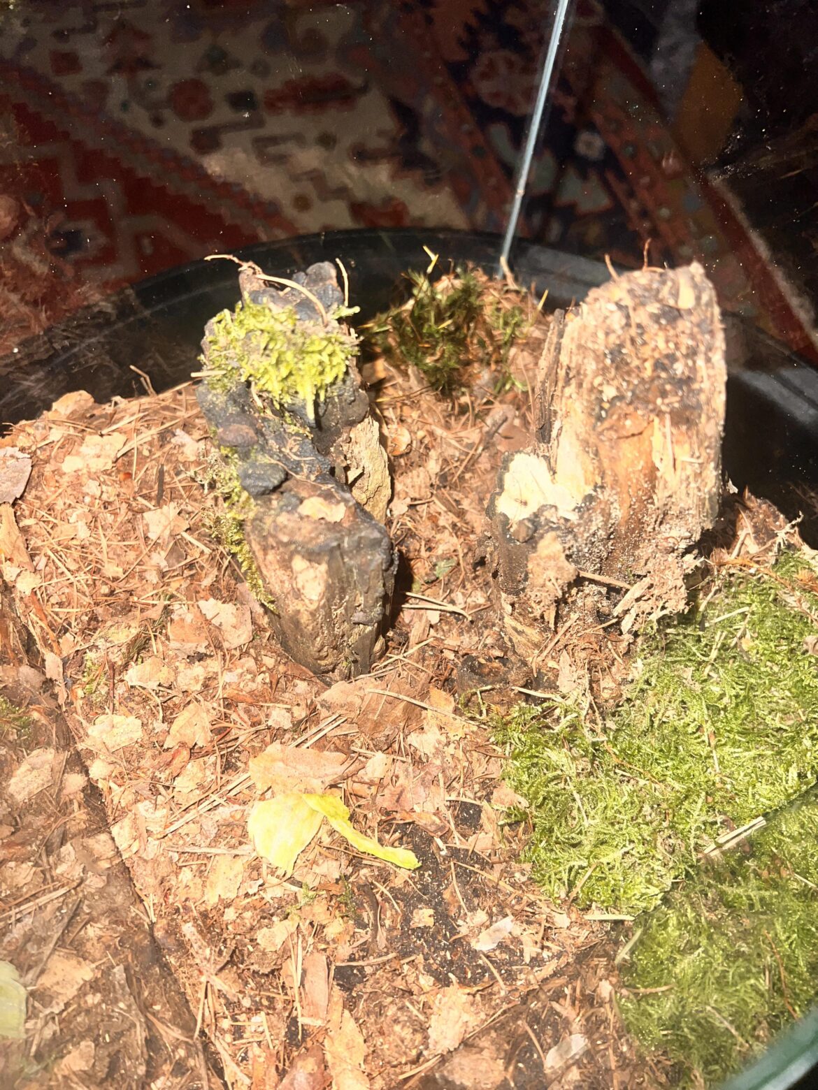 First isopod terrarium, you think i should add more plants? Ot to crowded?