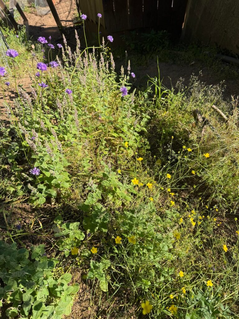This was one or two struggling flowers, I identified them as native when I moved 5 yrs ago, now it's flourishing as a patch