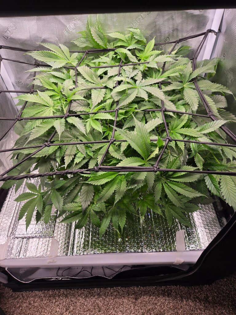 Purple Punch