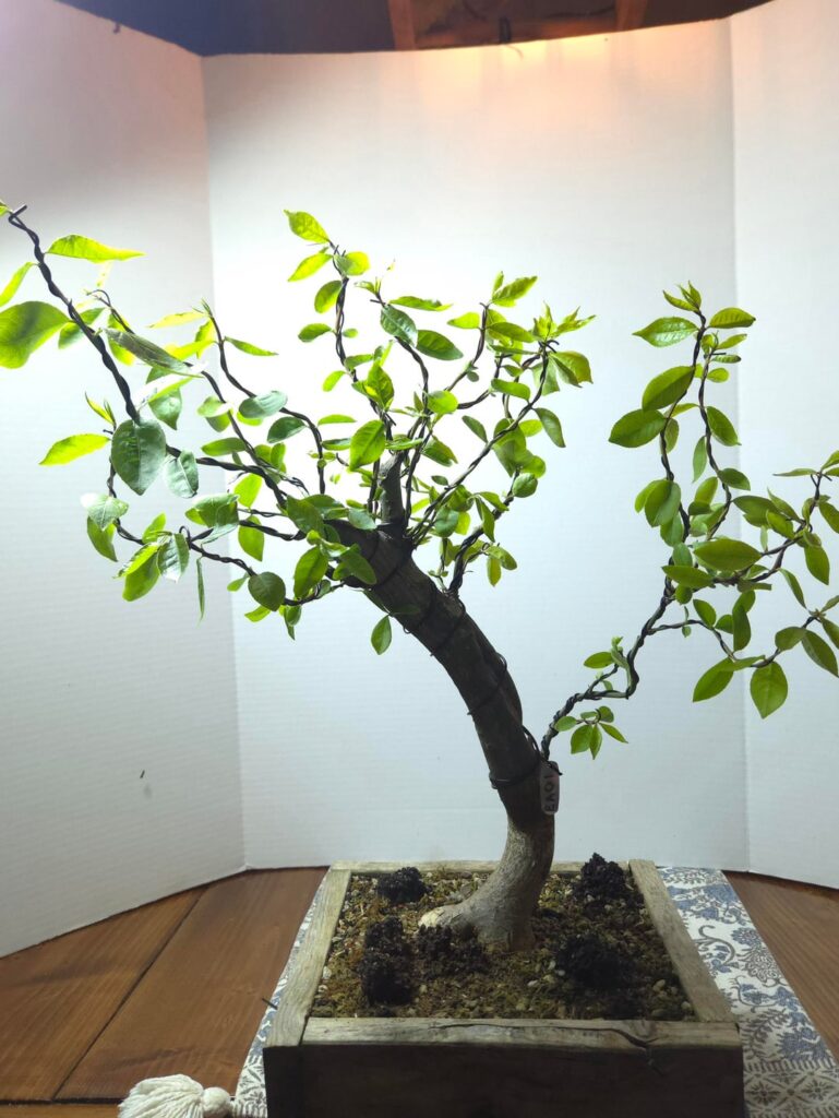 Euonymus alatus (Burning Bush) wiring Euonymus alatus (Burning Bush) wiring
