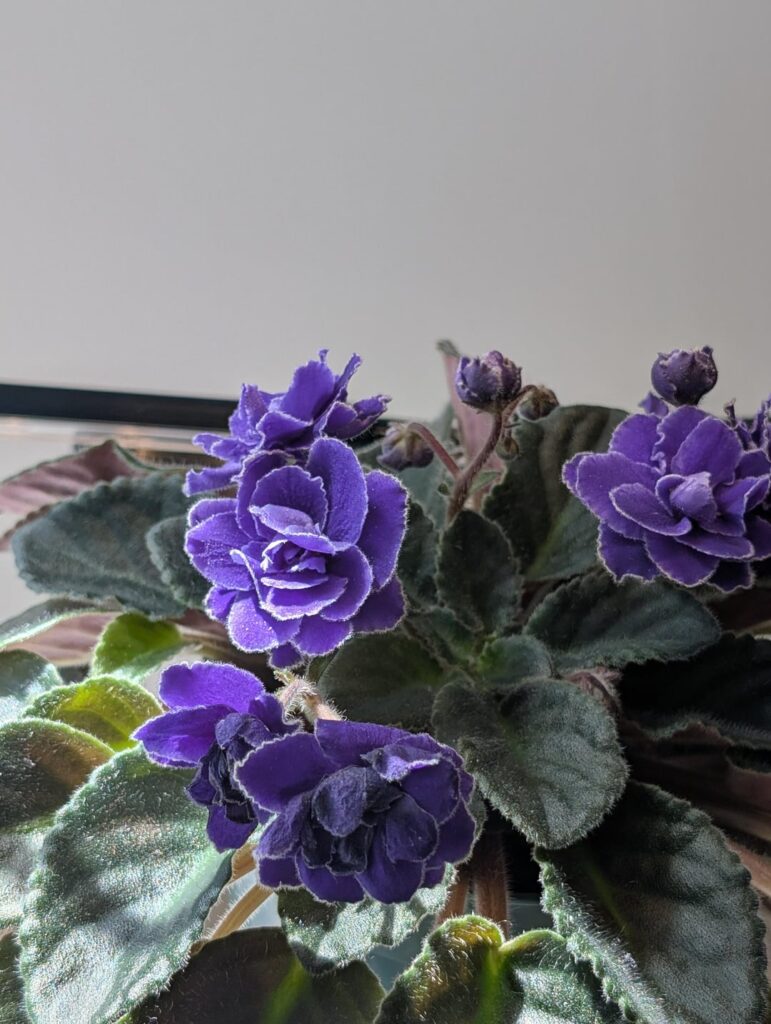 African violet variety name