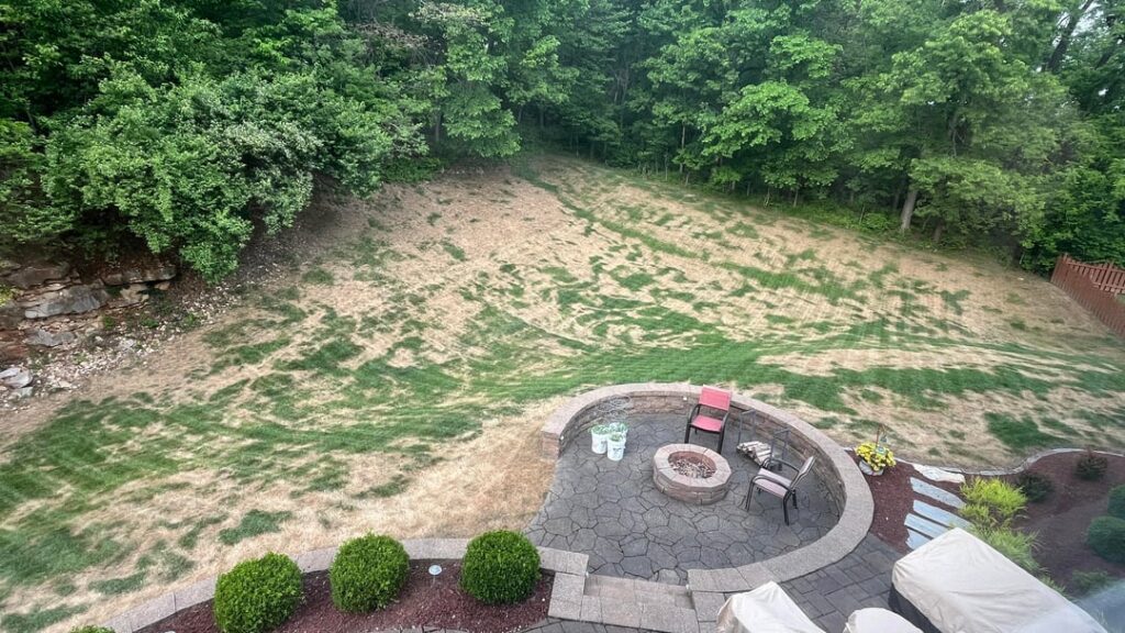Oh my gosh I grabbed the wrong bottle and killed the whole lawn. What now?🤦🏻♂️ Oh my gosh I grabbed the wrong bottle and killed the whole lawn. What now?🤦🏻♂️