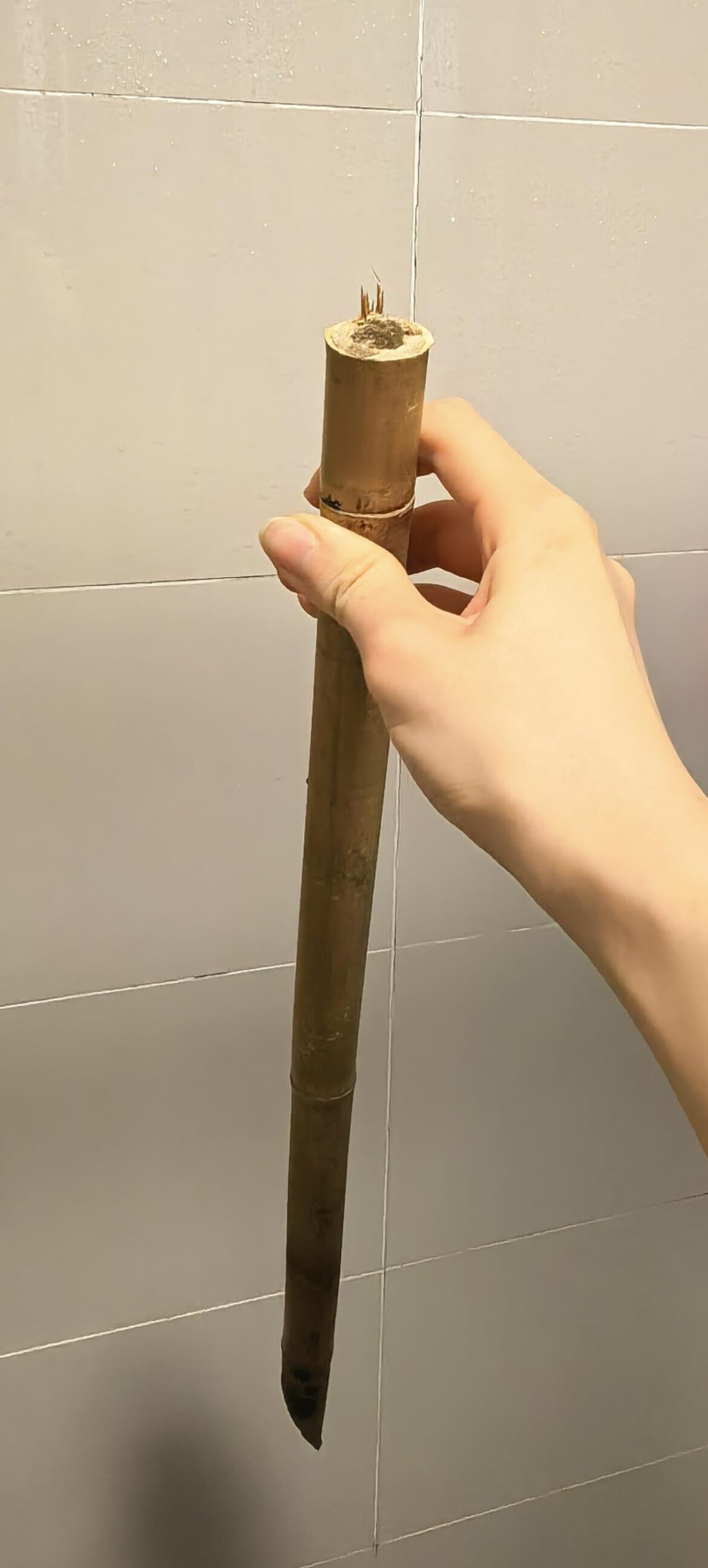 How to propagate this??? (Rare bamboo cutting found in the mail 😍🤑)