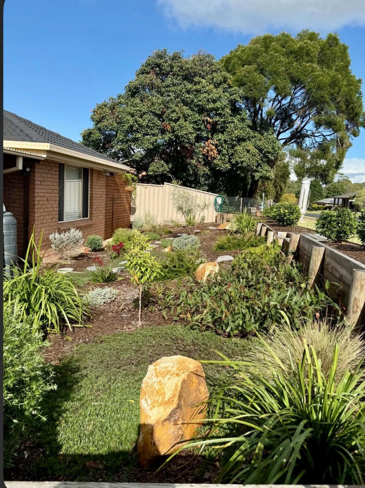 Update on our front yard natives