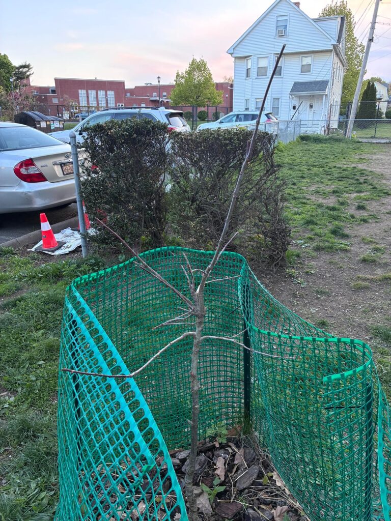 Help with young red oak