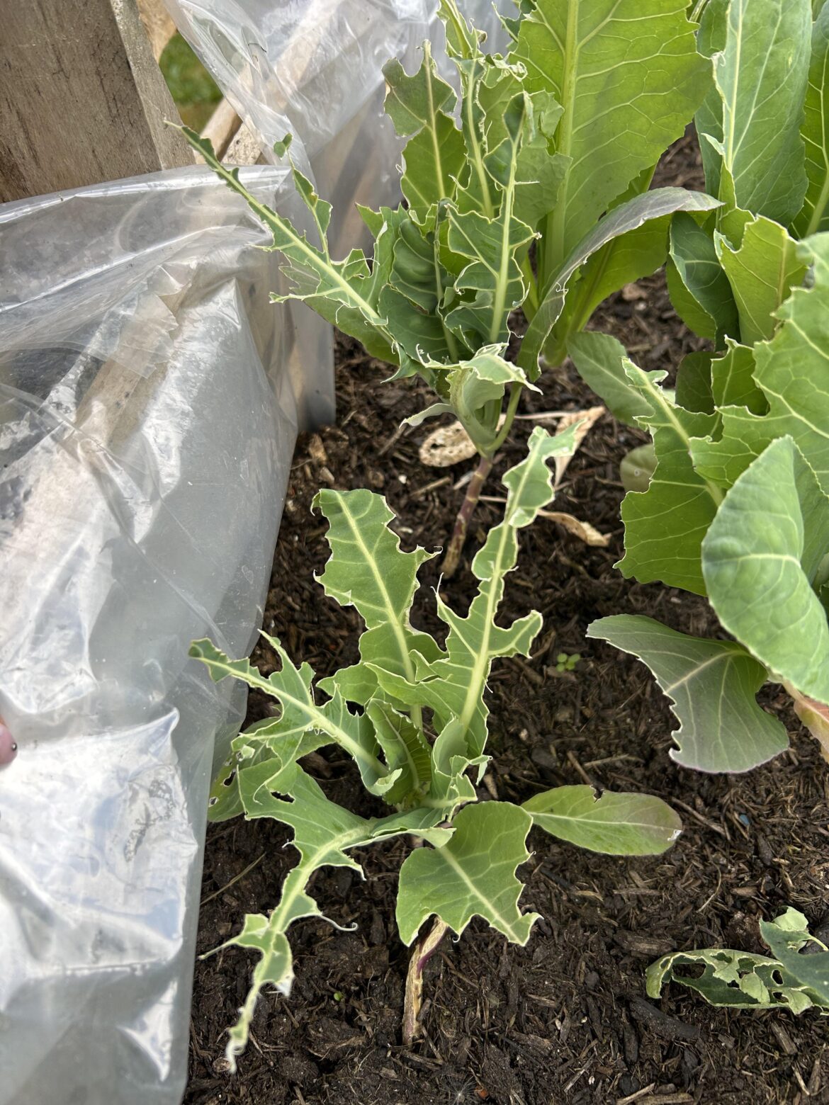What’s eating my cauliflower?
