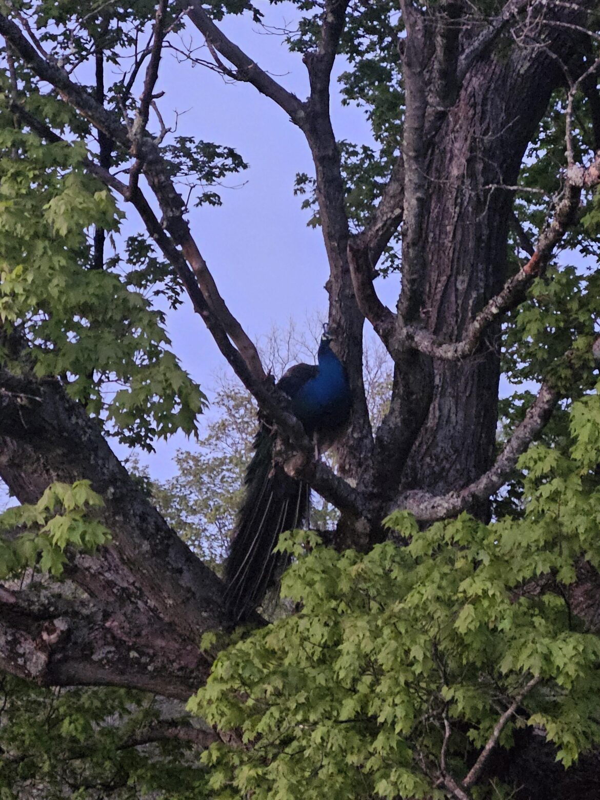 Peacock showed up