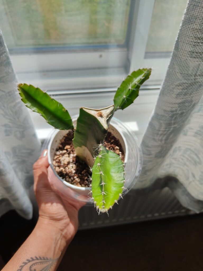 Turns out my moon cactus was happier without the moon part