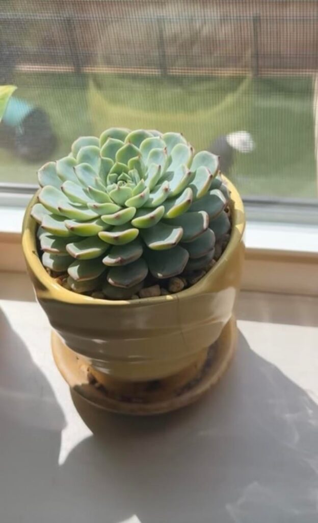 Why are the leaves turned down? Before and after.
