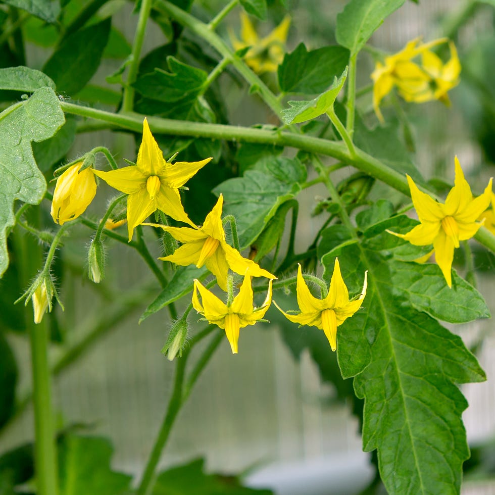 Tomato blossom tomato blossom