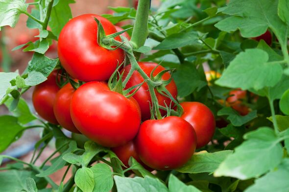 Close up shot of ripe tomatoes ready to pick in a greenhouse. Close up shot of ripe tomatoes ready to pick in a greenhouse.