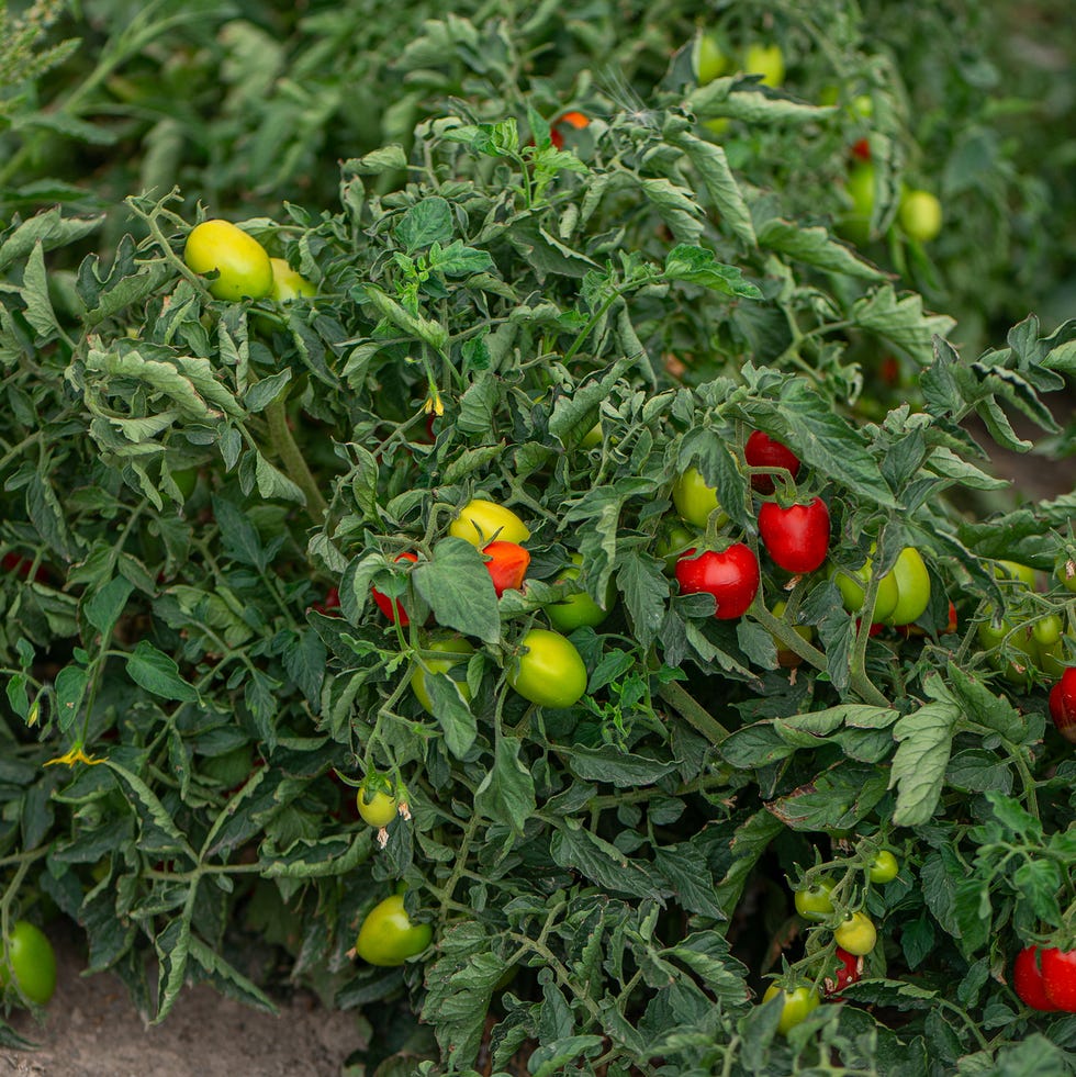 Tomato plant field tomato plant field