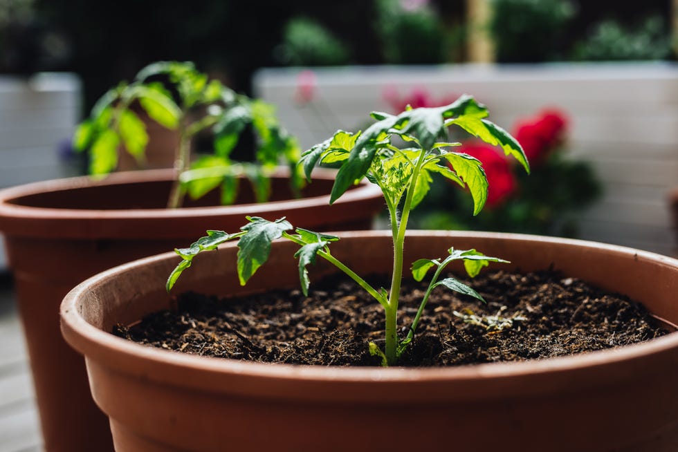 Tomato plant in a plant pot. tomato plant in a plant pot.