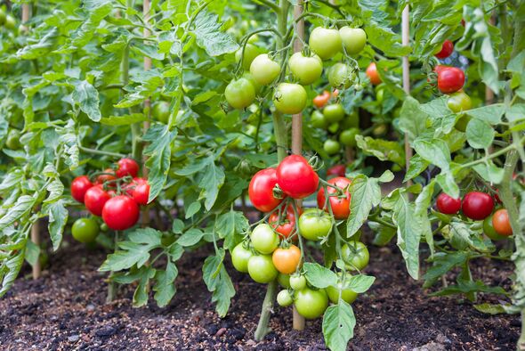Indeterminate (cordon) tomato vine plants growing outside in an English garden, UK