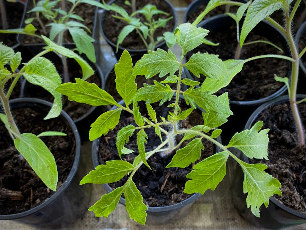Tomato plants tomato plants