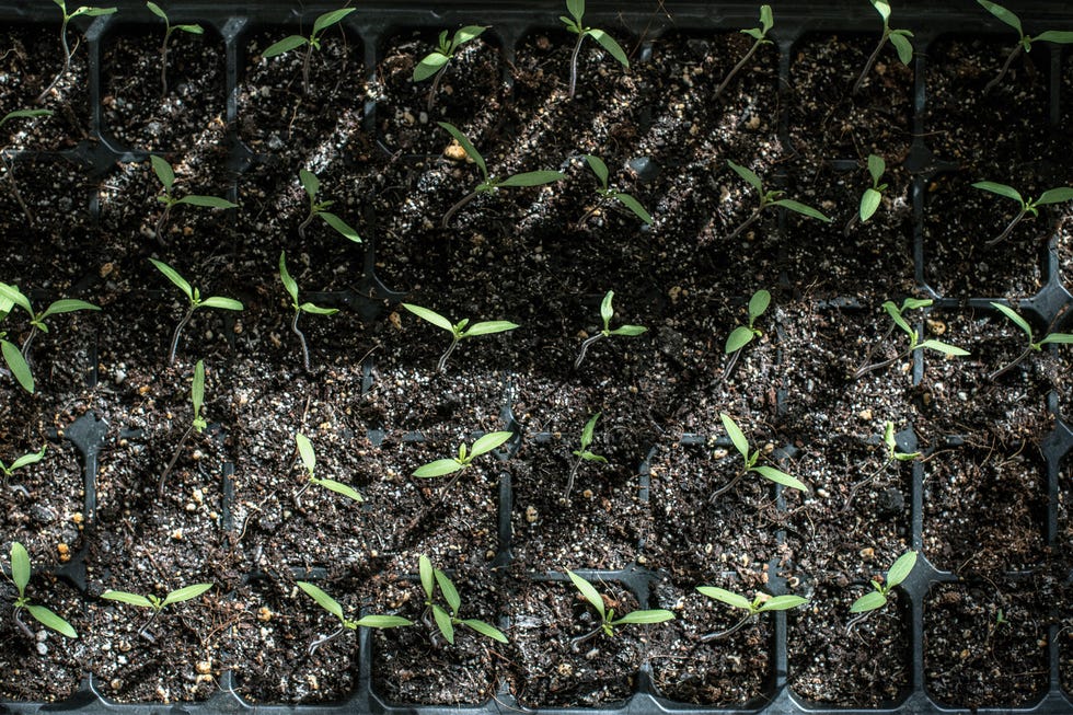 tomato seedlings tomato seedlings