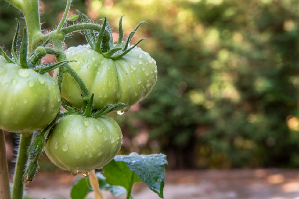 Tomatoes in the tomato plant - a summery scene tomatoes in the tomato plant a summery scene